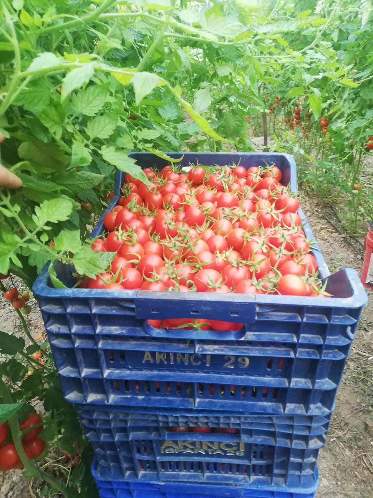 Isparta Sebze Hali