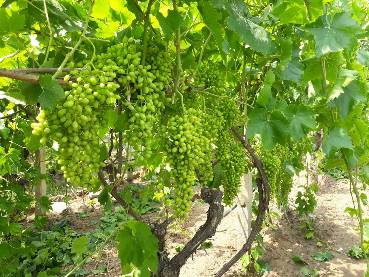 Barış Manço Parkı 3