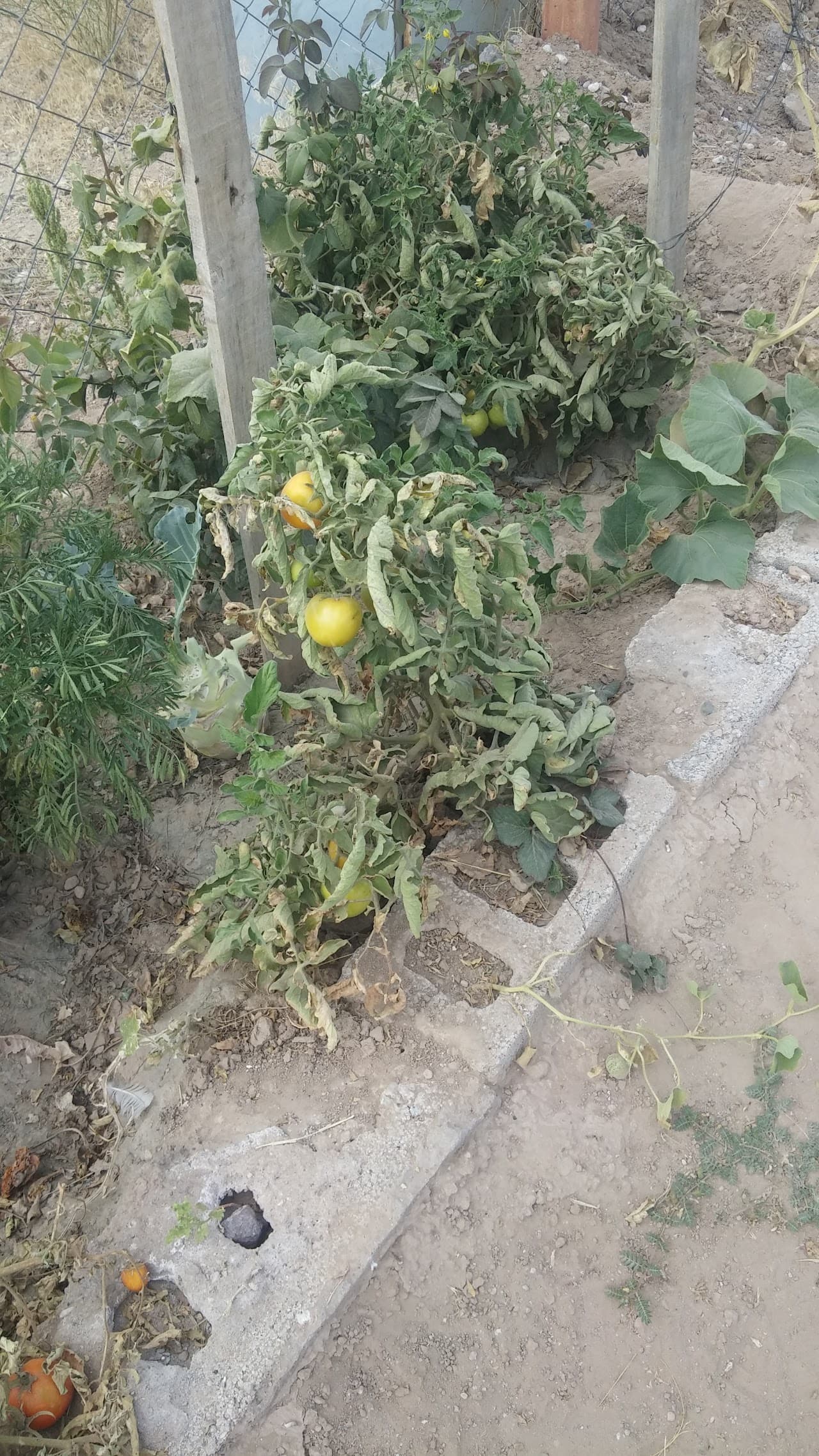 Halı Saha