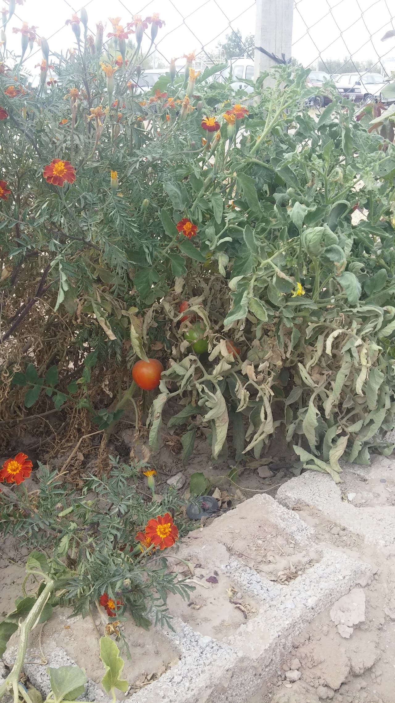 Halı Saha 3