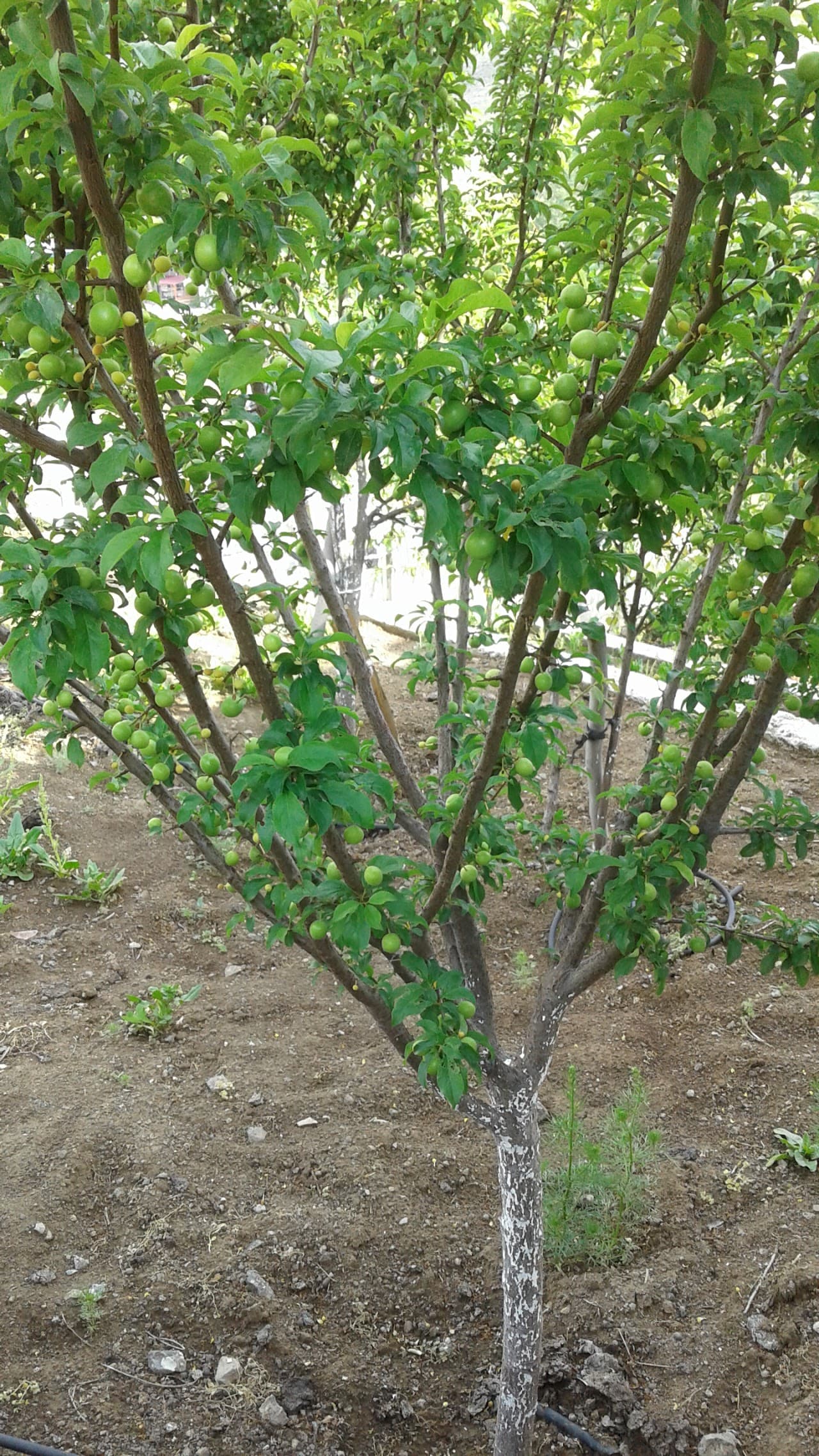 Ulukışla Halı Saha (2) 2
