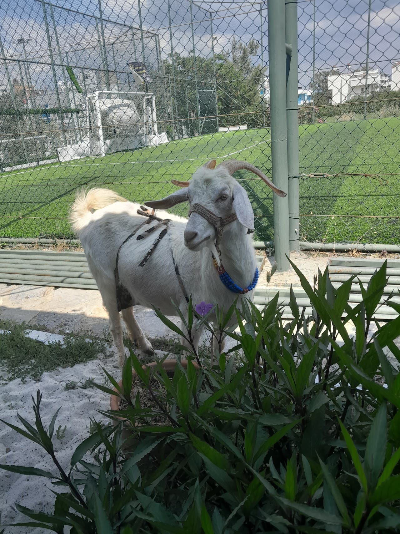 Aytepe halı saha 4