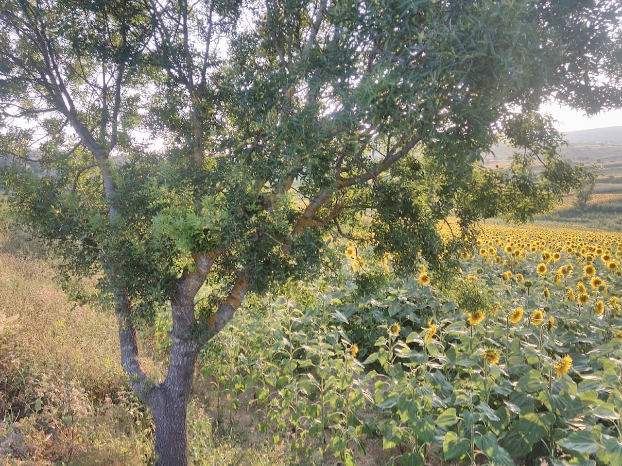 Halı Saha (5) 2