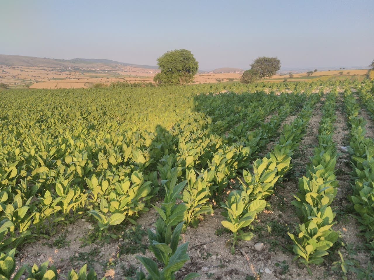 Halı Saha (5) 5