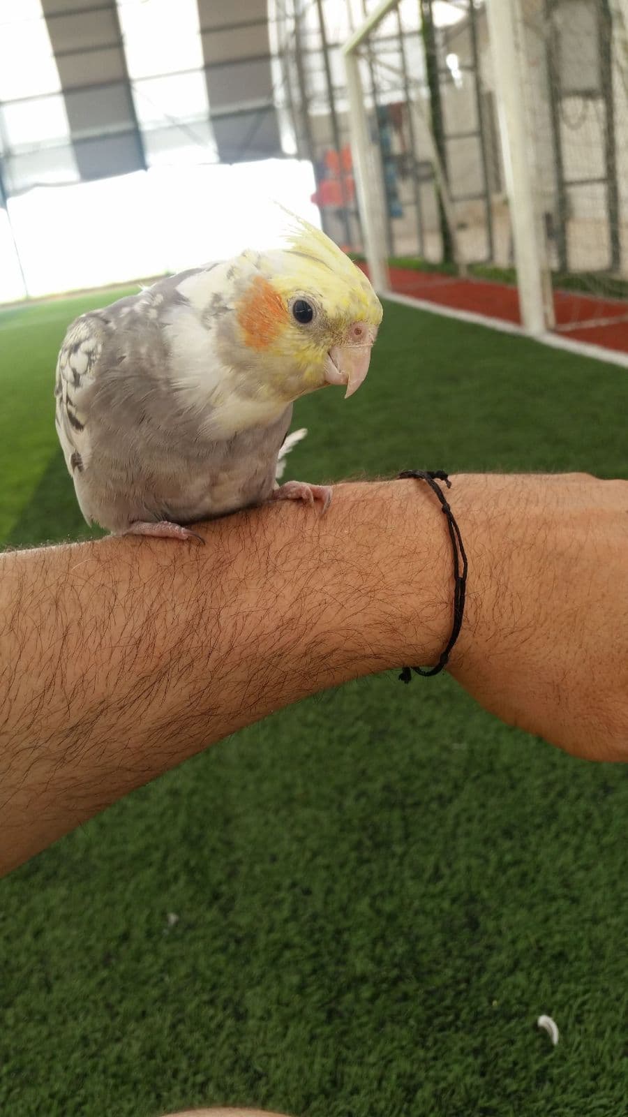 Kosen Hali Saha 2