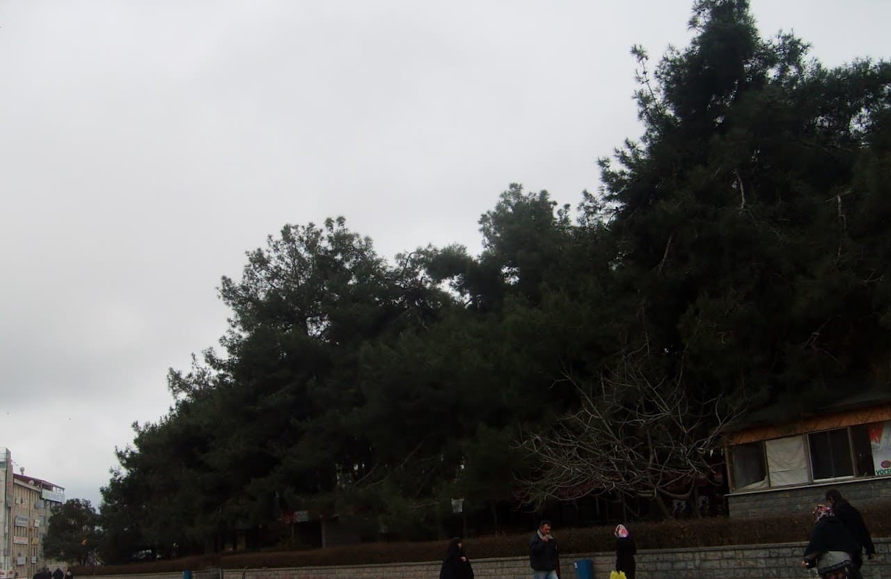 Çamlık Parkı 4