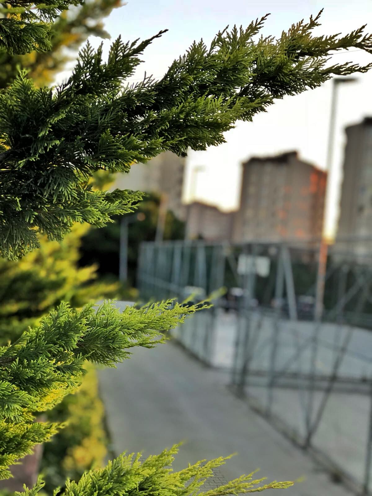 Koru Park Cafe Sosyal Tesisleri 3