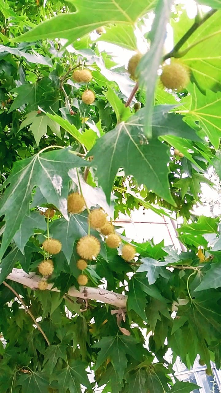Halı Saha (7) 4