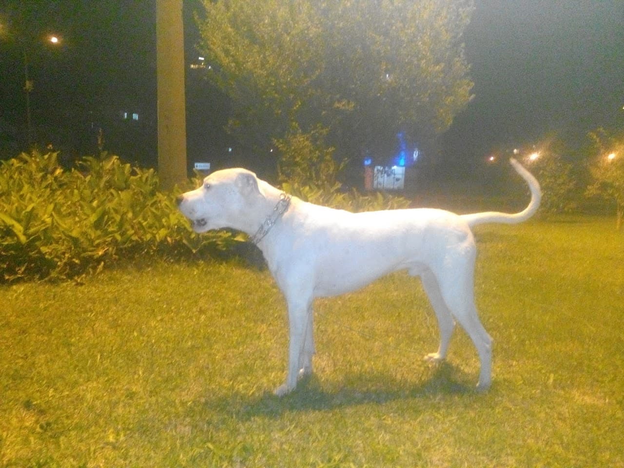 green halı saha ve cafe