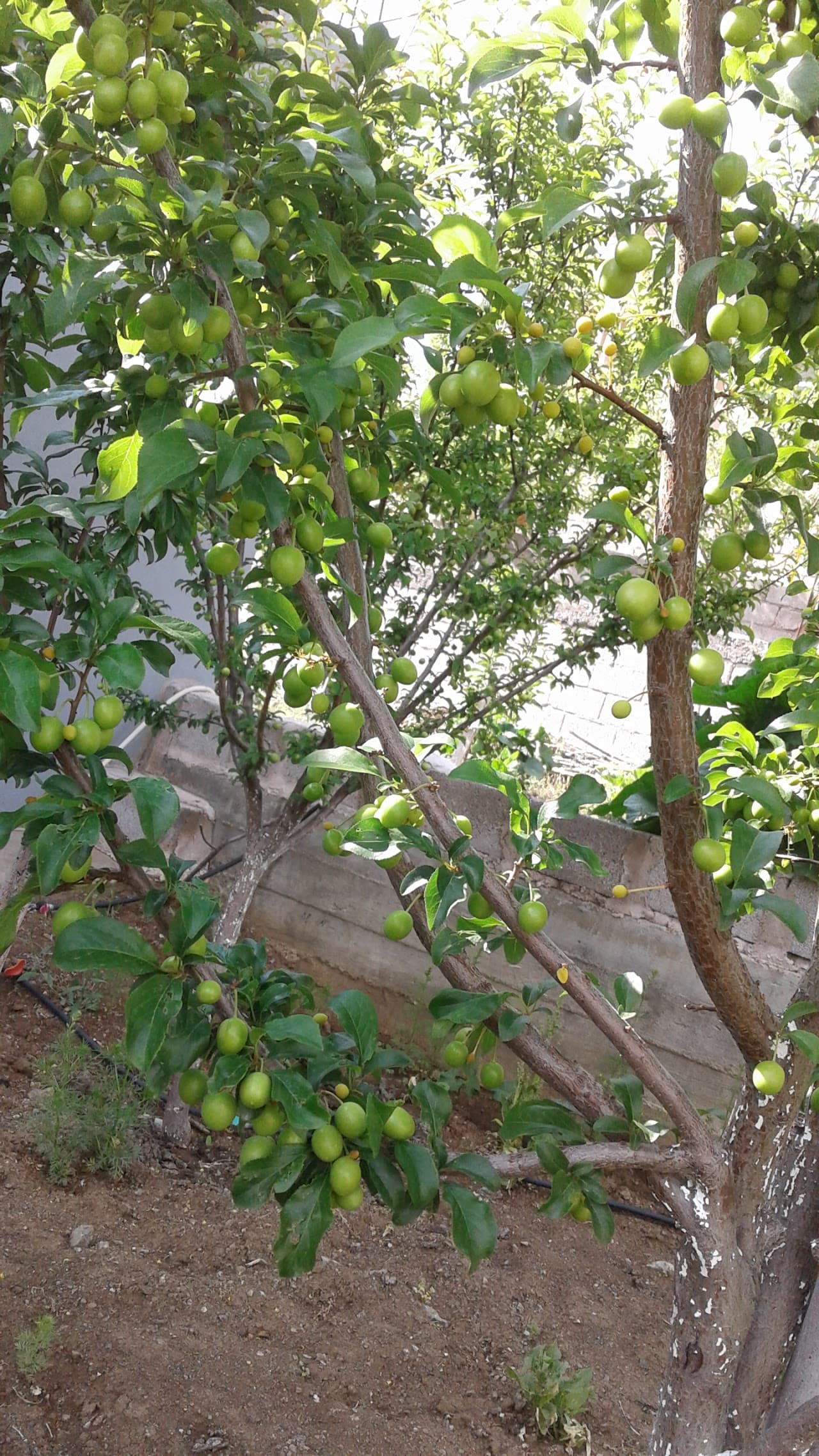 Ulukışla Halı Saha (2)