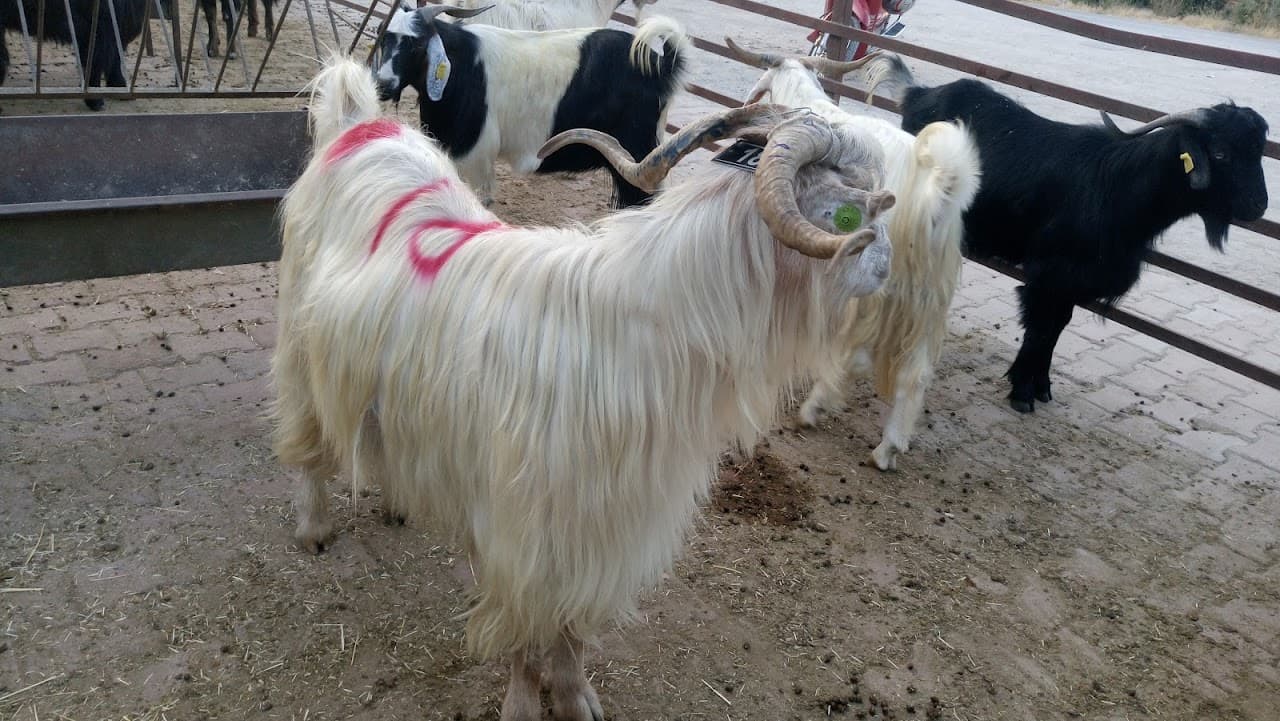 Öz Şampiyon Halı Saha