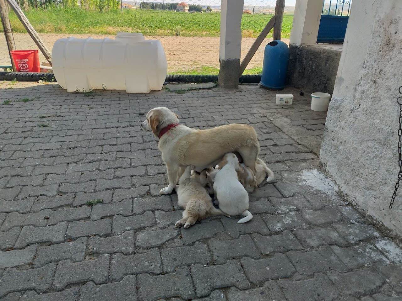 Yeşil Vadi Sosyal Tesisleri Gemerek 5