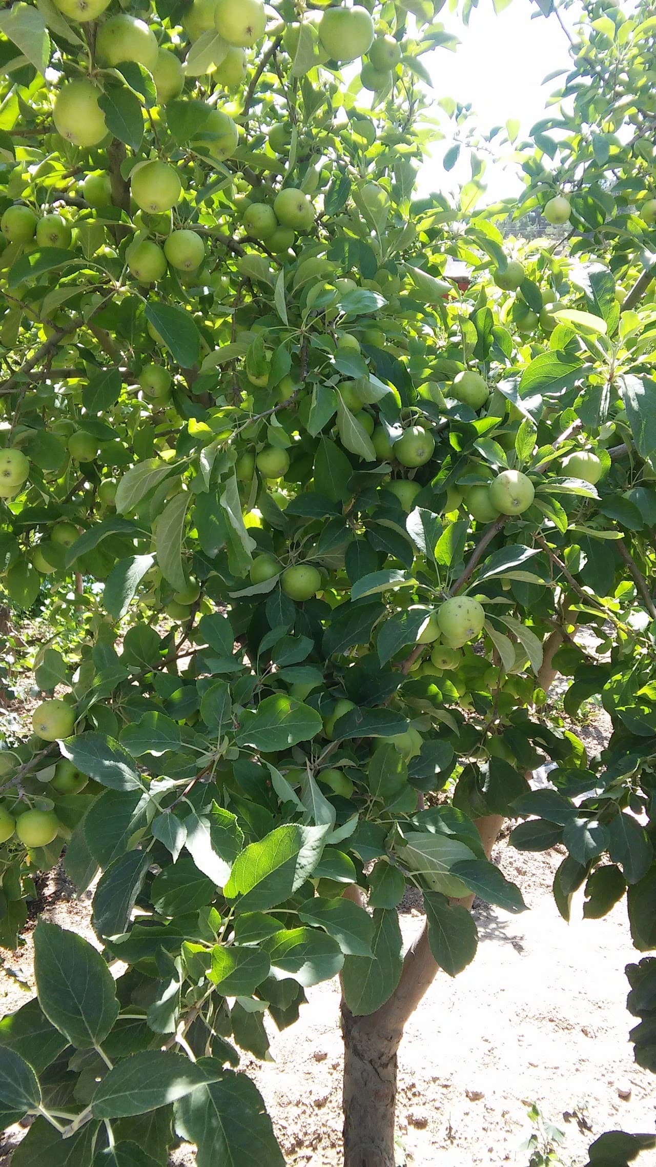 Halı Saha (2)