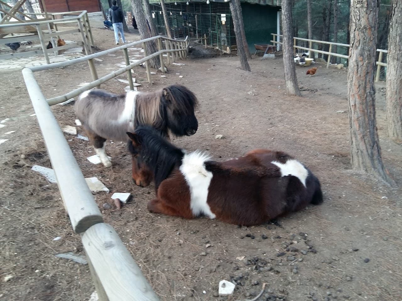 Halı Saha