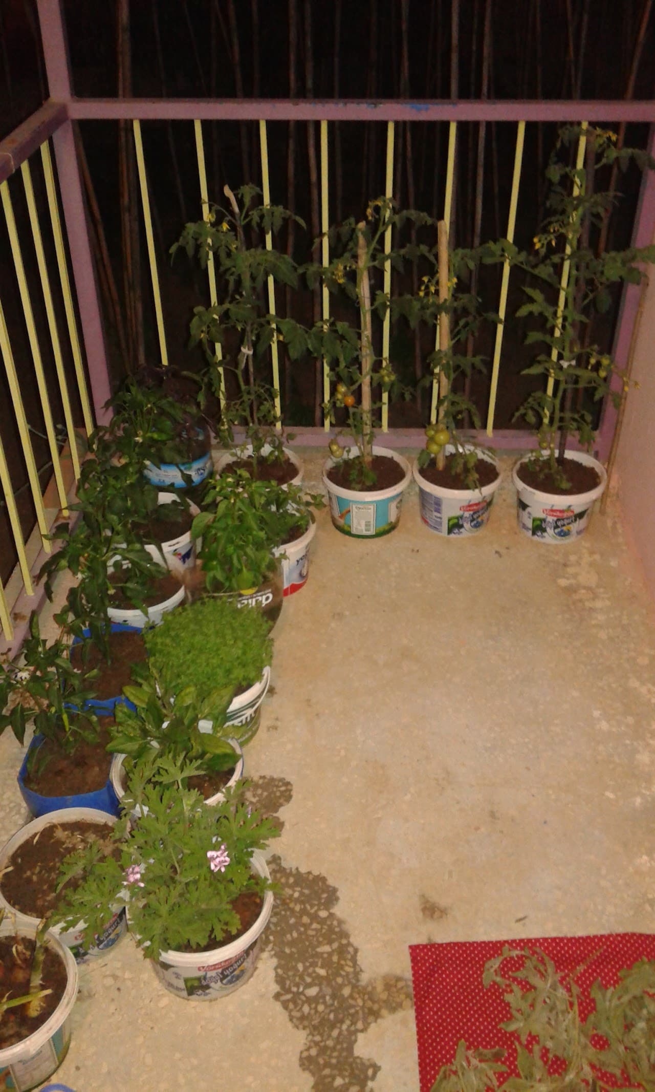 Halı Saha